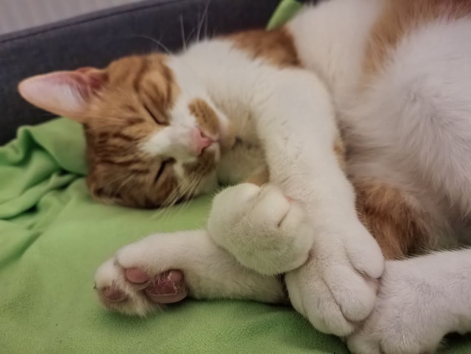 PILNIE Oddam kota za darmo