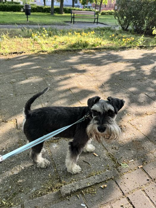 Opieka nad psem/kotem. Domowy hotel dla zwierząt. Petsitter psi hotel.