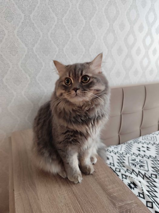 Віддам котика в хороші руки