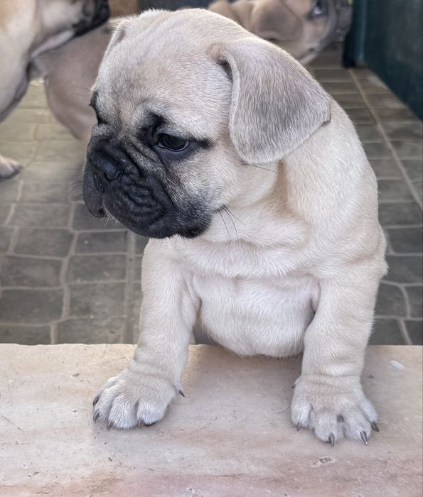 Buldogue Francês Premium – beleza, saúde e temperamento perfeitos!