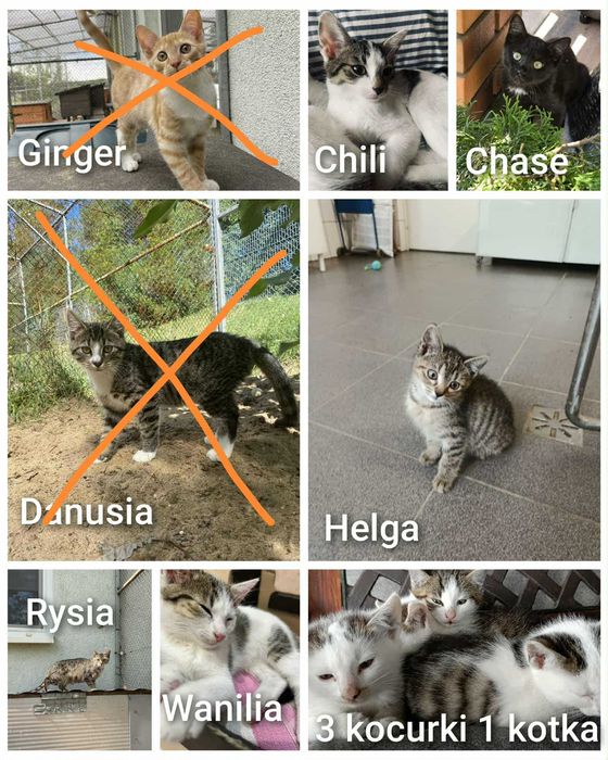 Kocięta szukają domów kocurek kotka adopcja schronisko