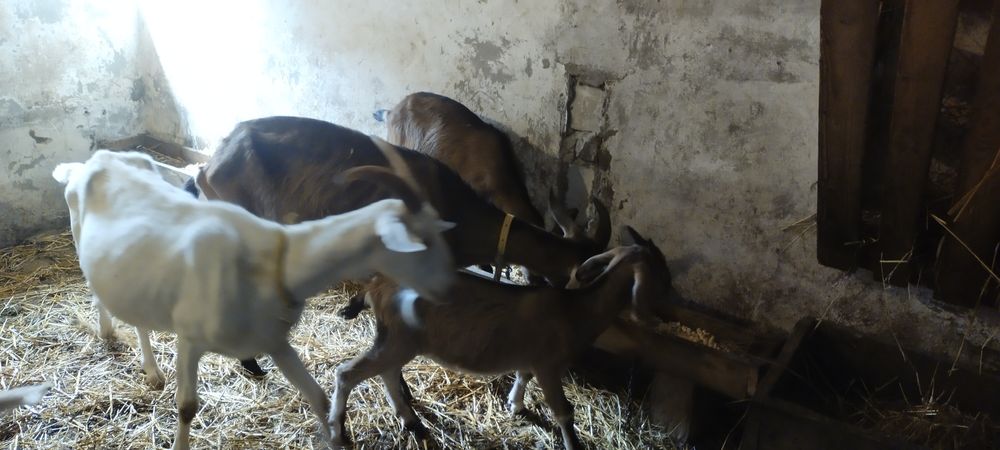 Obornik sprzedam lub zamienię