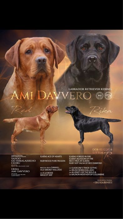 Розплідник КСУ-FCI «Ami Davvero»