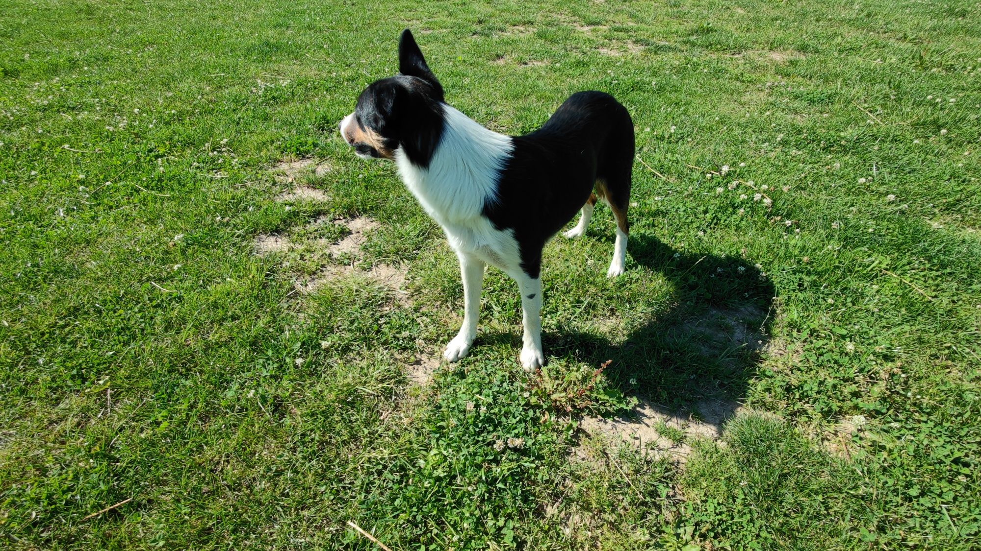 Destiny Border Collie ZKwP FCI