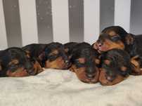 FCI Szczeniak Terier Walijski ZkwP Welsh terrier