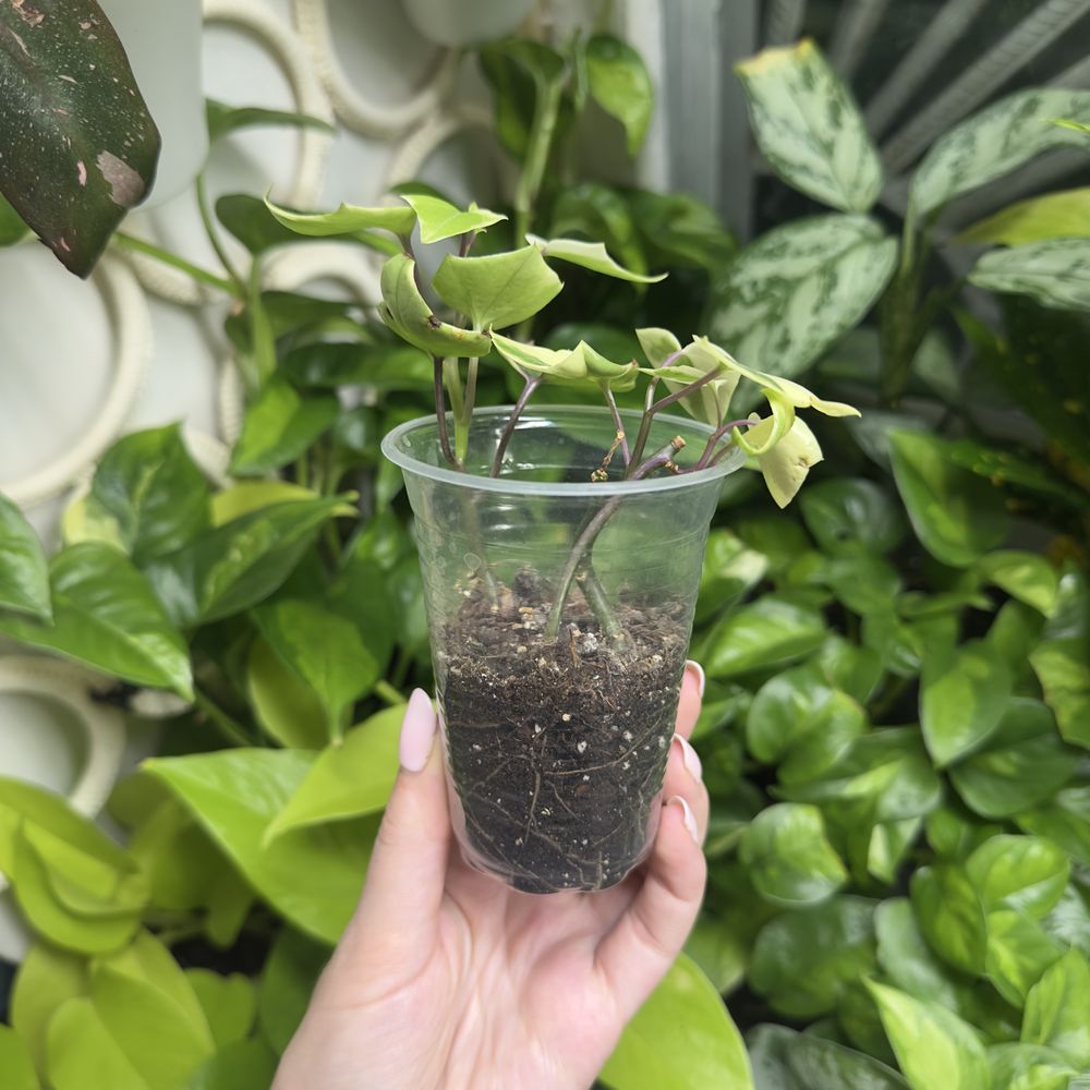 Крестовник Сенеціо Макроглосус (Senecio macroglossus, «плющ»)