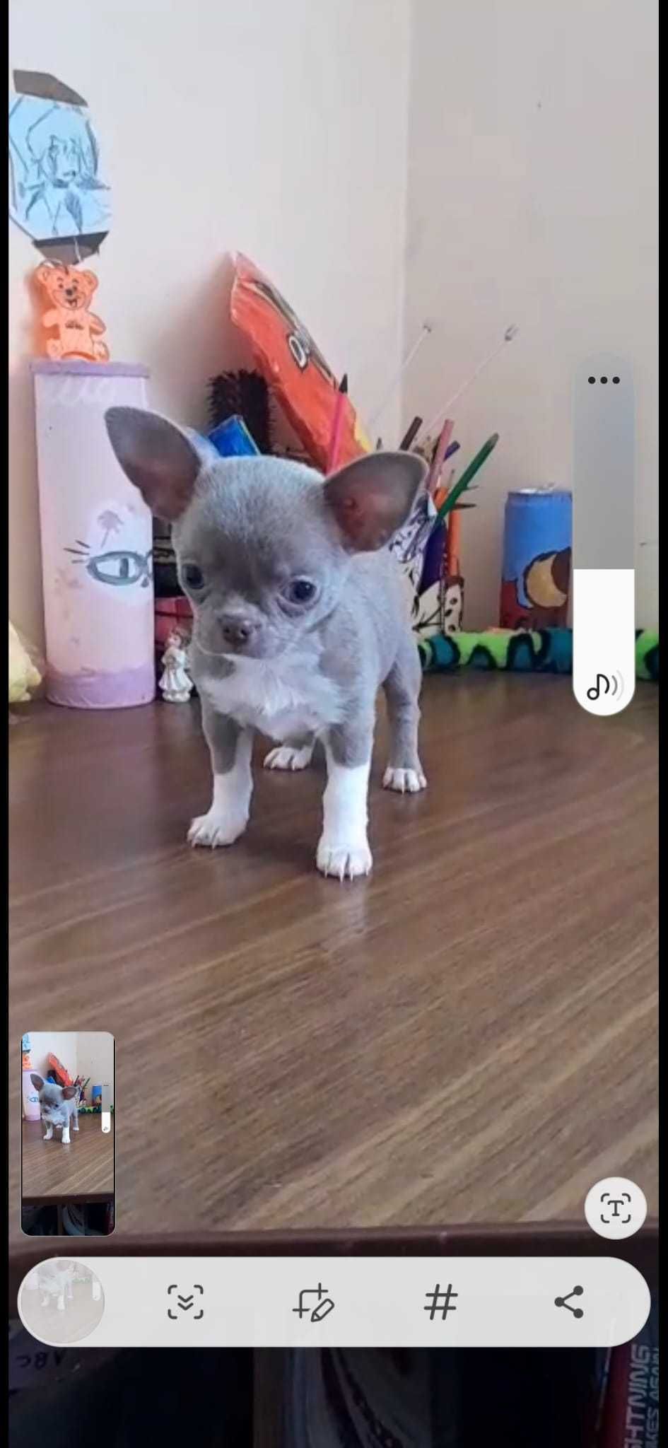 Liliowe chłopcy Chihuahua