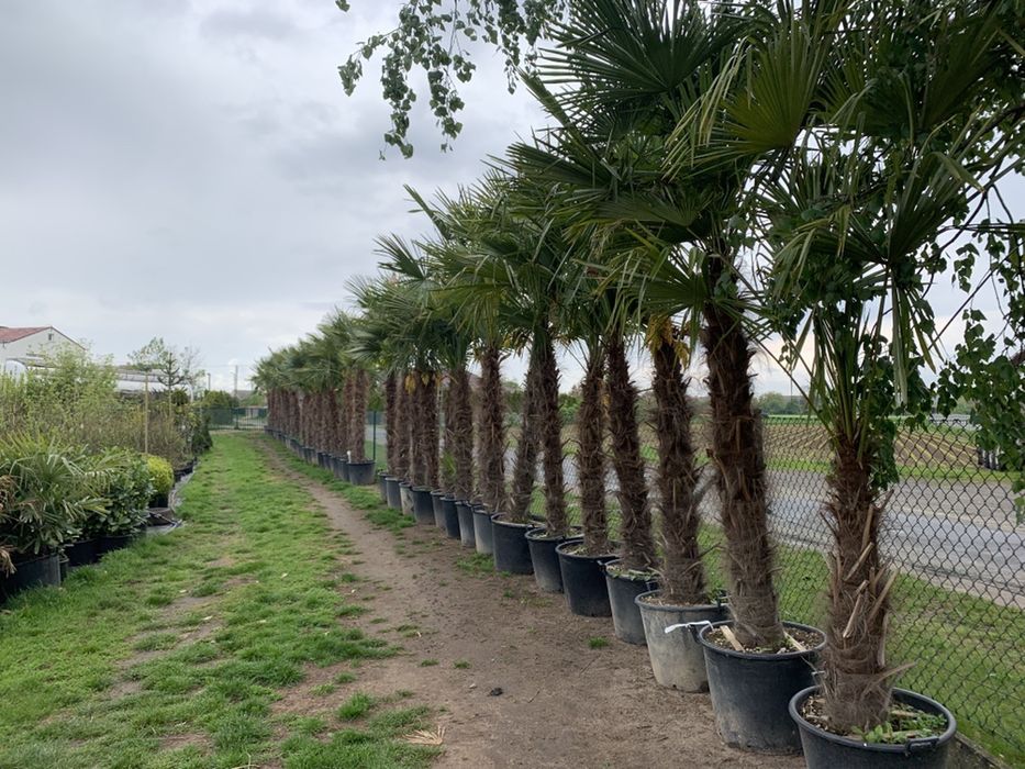 Palma MROZO ODPORNA -18 trachycarpus fortunei DUŻE 2,5m +
