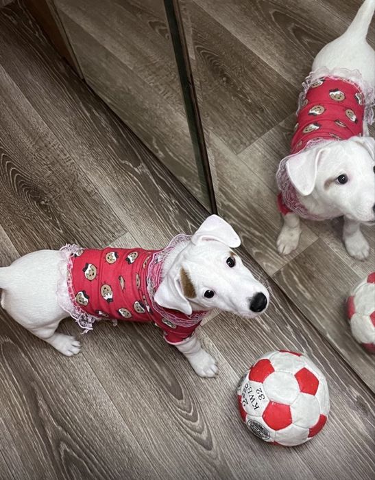 Беленькая девочка джек рассел терьер ищет маму