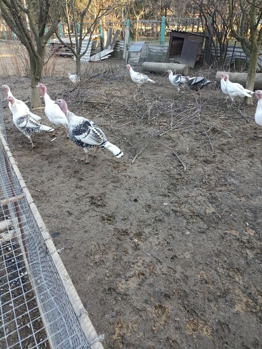 Продам індики вік 1 рік