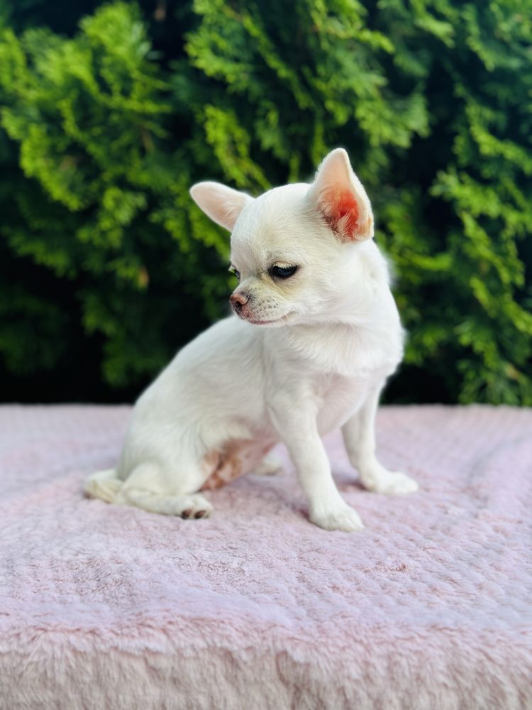 Piękna sunia FCI chihuahua krotkowlosa kremowa cream