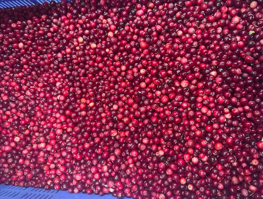 Żurawina leśna bagienna 16zł/l – świeża– opak. 10 kg/19 l w sprzedaży