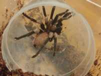 Haplocosmia himalayana samiec dorosły adult