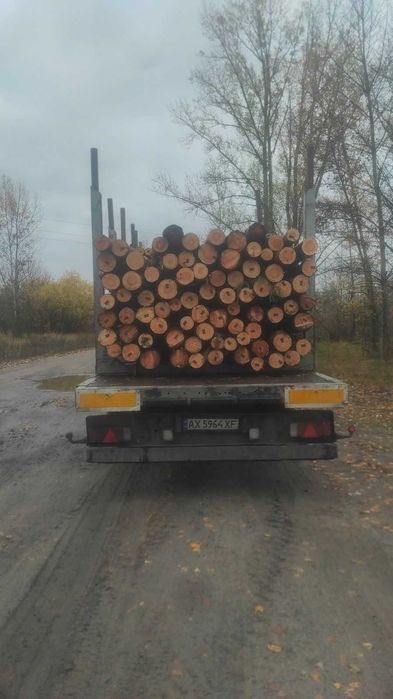 Пиловочник 4м для будівництва | Ліс 14-20см | Великий обсяг