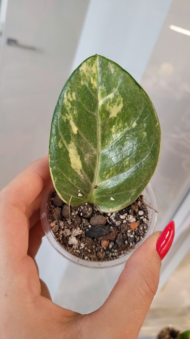 Zamioculcas / Zamiokulkas Midori variegata