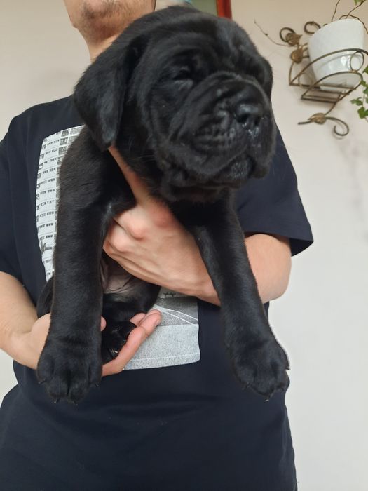 Cane Corso psy obronne