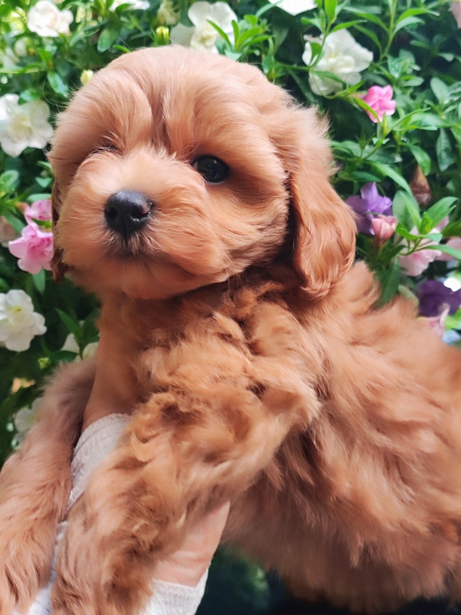 Ruda suczka Maltipoo