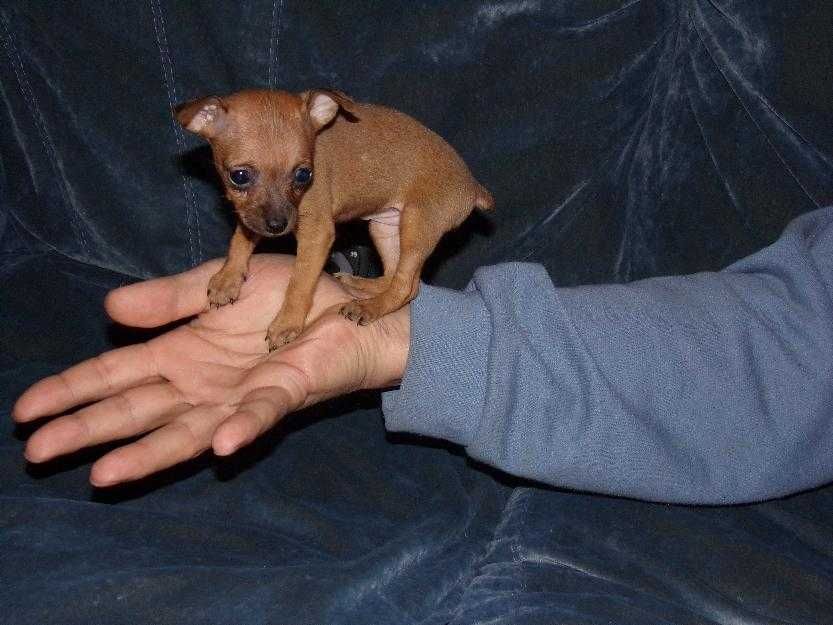 Pinscher Miniatura