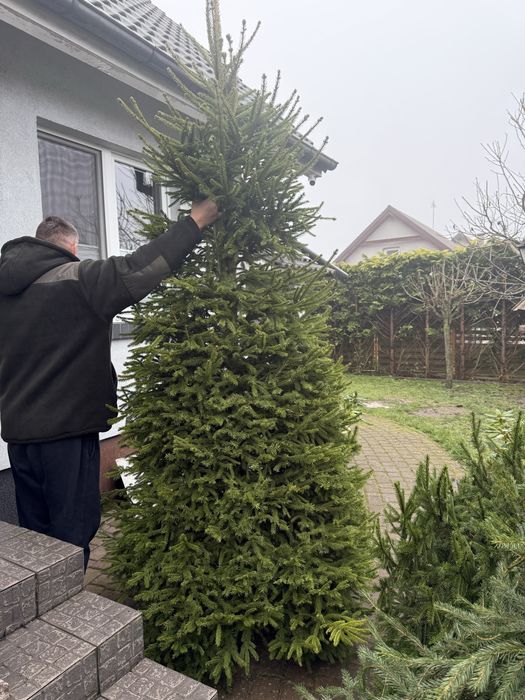 Świerk pospolity wys. 2 - 2,5 m