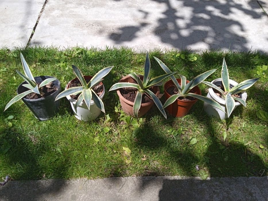 Американські кольорові агави