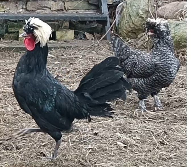 Czubatki 6 miesięcy kogutki ozdobne