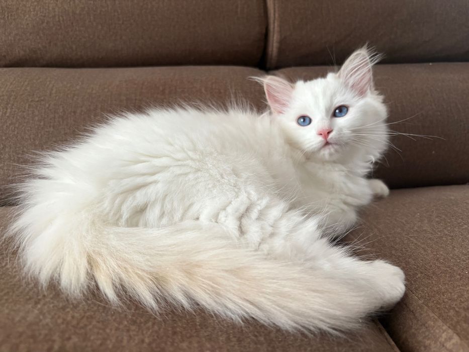 Ragdoll z rodowodem-Rezerwacja 1000zl