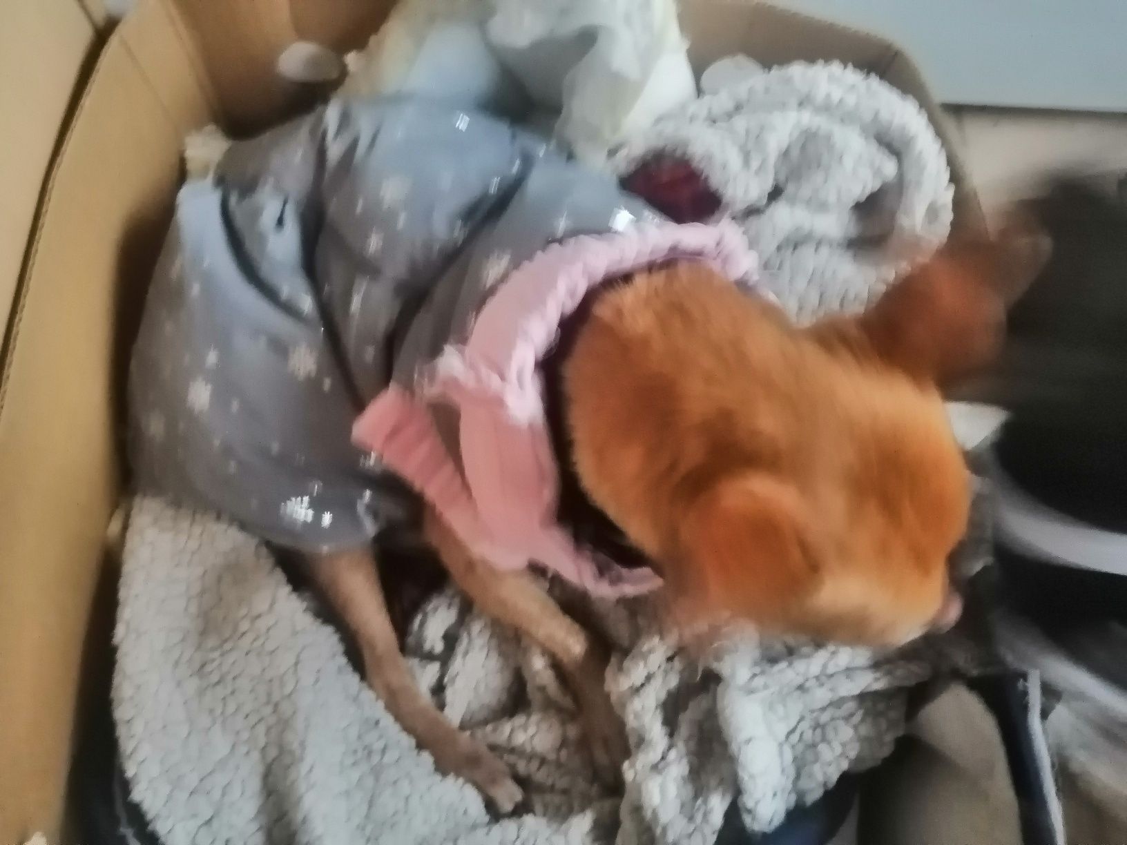pinscher com cancro arraçada para adoção