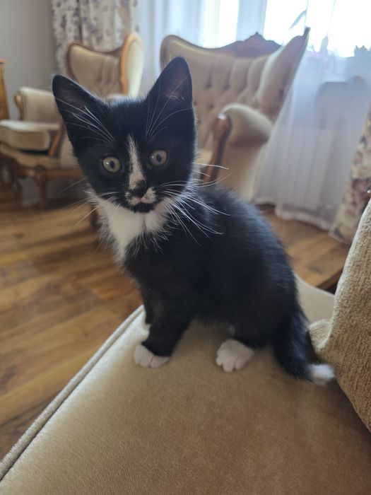 Mały kotek kot czarny