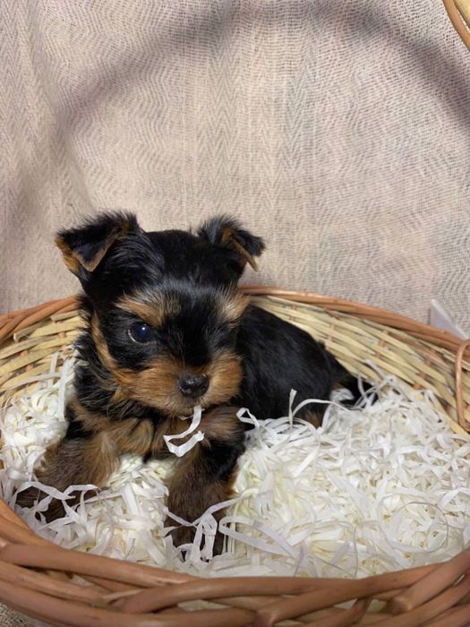 Красуня йоркширського тер‘єра КСУ