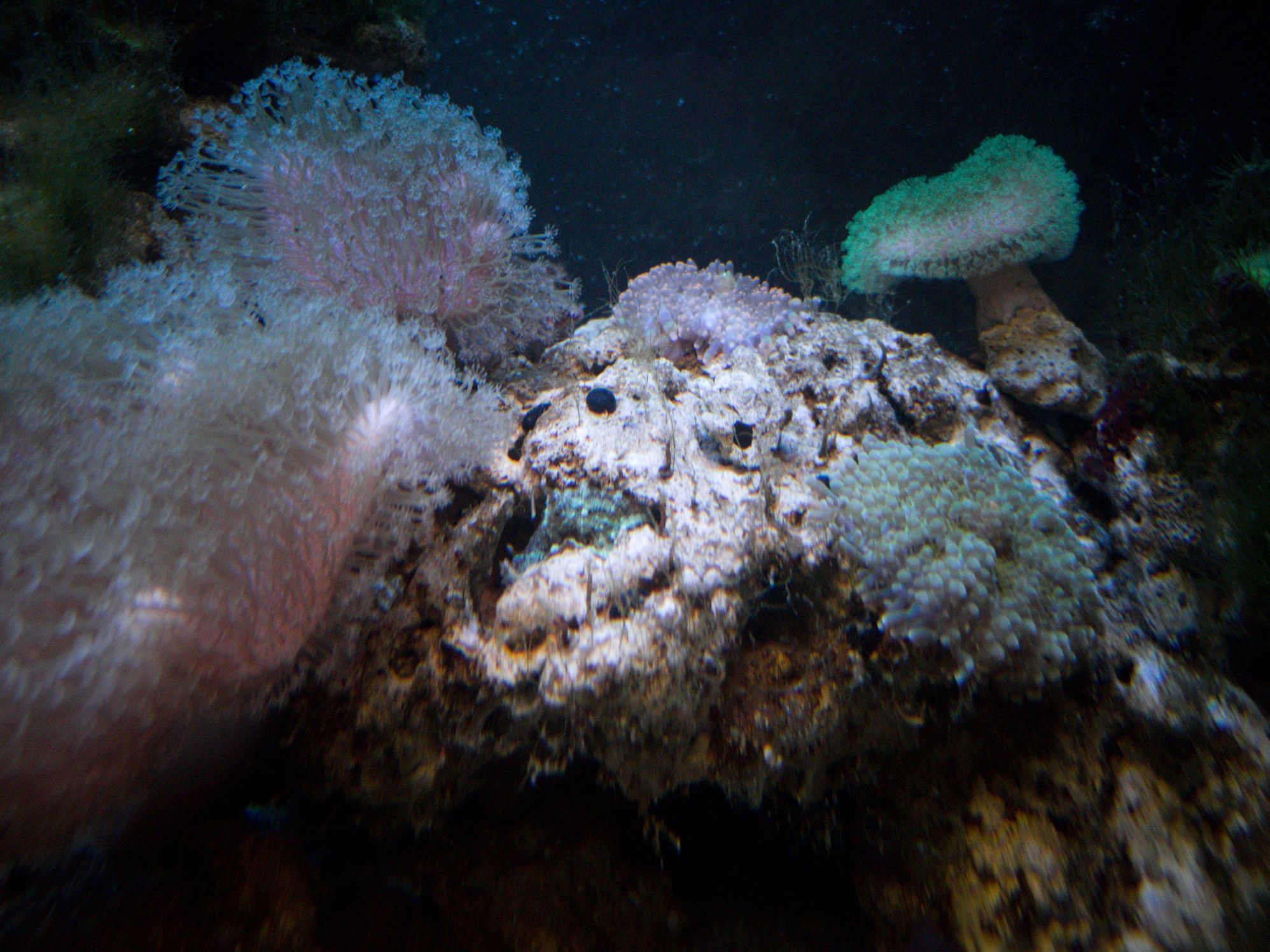 Кораллы: саркофитоны (коричневый и зелёный), горгонария, ксения..