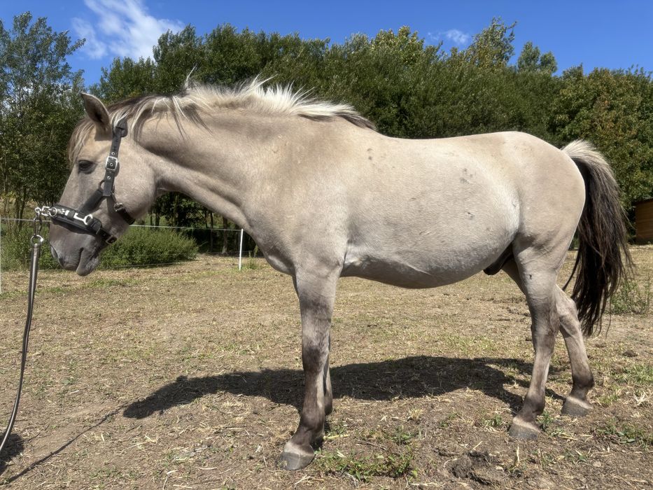 Konik polski, wałach