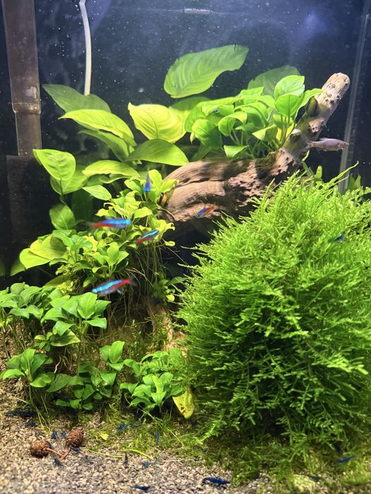 Akwarium 49l z życiem + sprzęt.