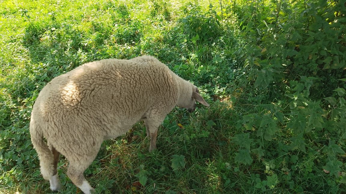 Jagnięta jagnięta