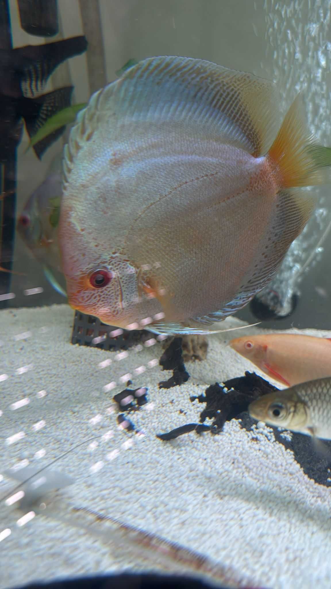 Discus Blue Scorpion 15-17cm