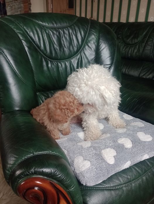 Bichpoo  Pudel mini x Bichon Frise