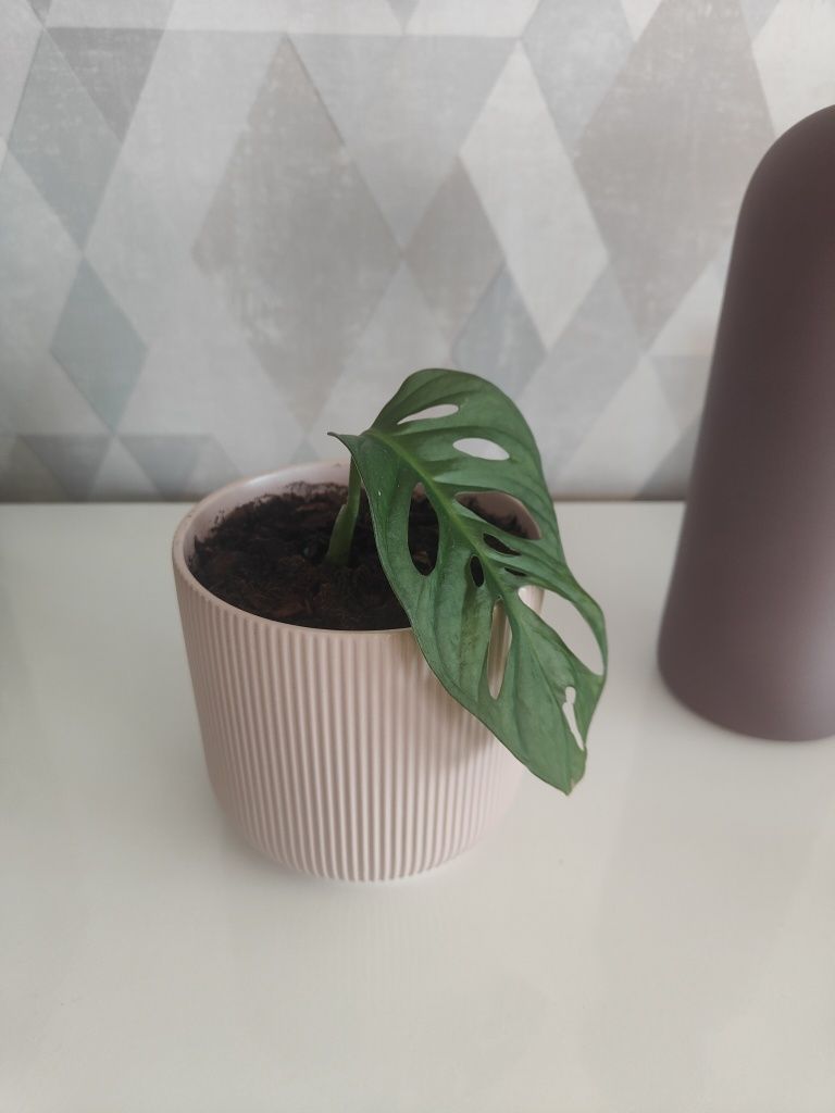 Monstera adansonii linda (espécie de folhas grandes) vaso decorativo