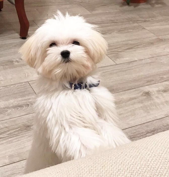 Вязка ищу невесту