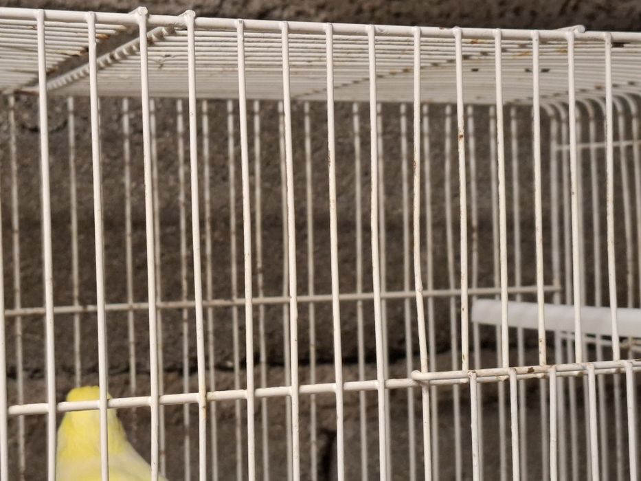 Canarios amarelos machos