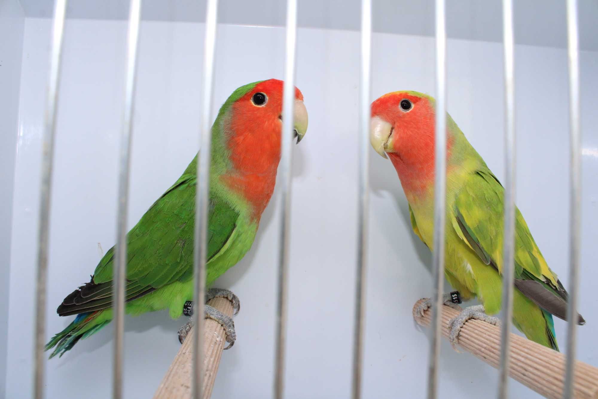Agarponis roseicollis longfeather