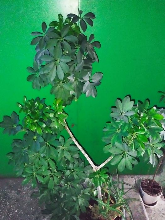 Шеффлера древовидная