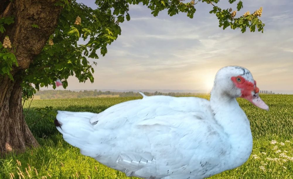 Продам индоутки на племя