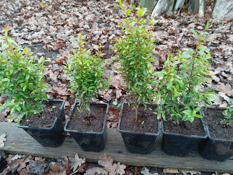 Гранати кімнатні