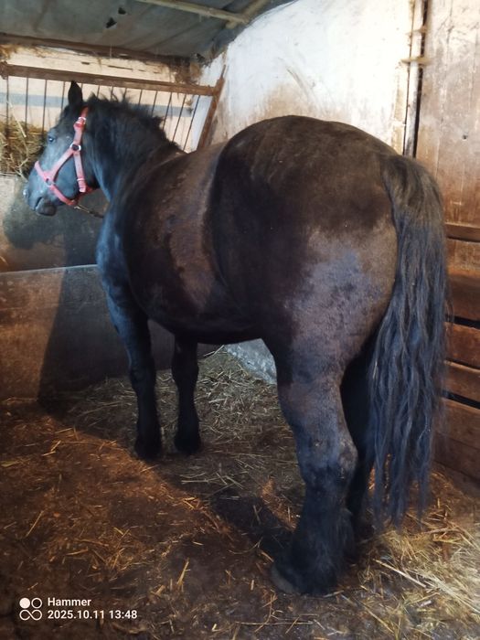 Sprzedam Konie Zimnokrwiste