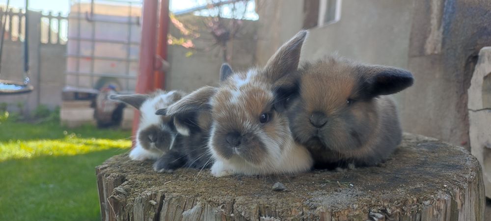 Karzełki Baranki Madagaskarowe króliki Rodowód