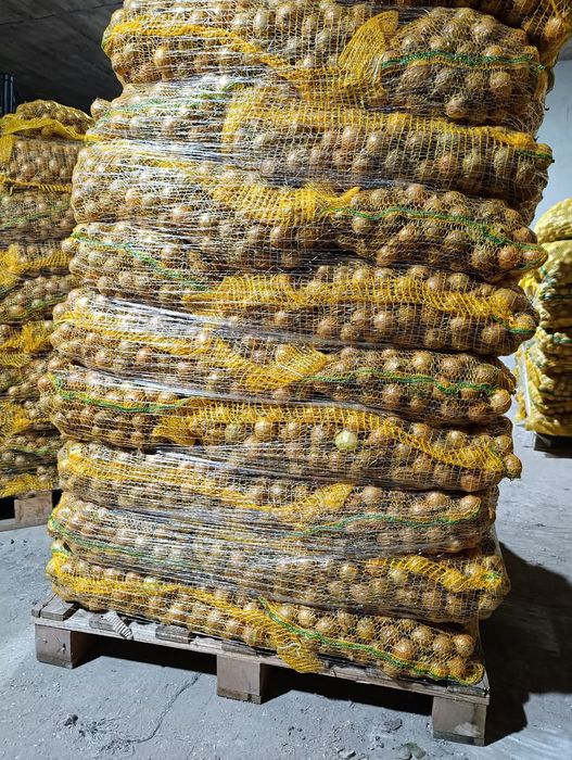 Cebula na wysadkę lub pakowanie