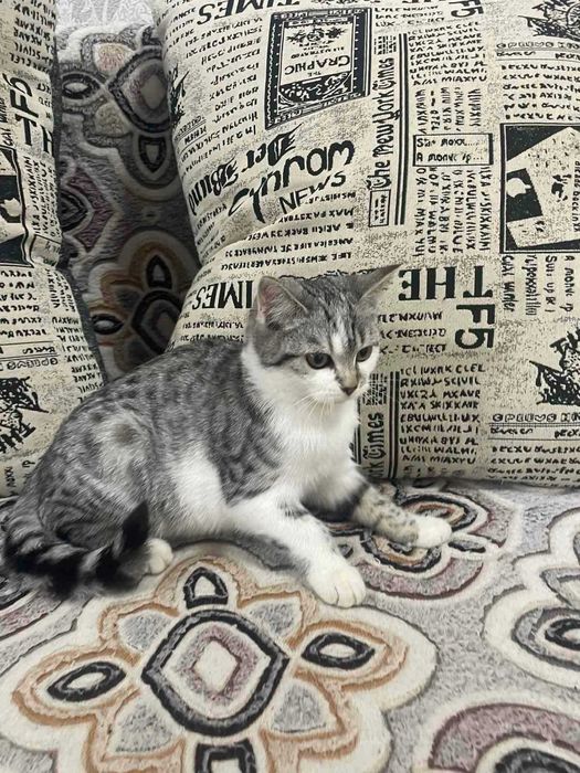 Кошенята в добрі руки