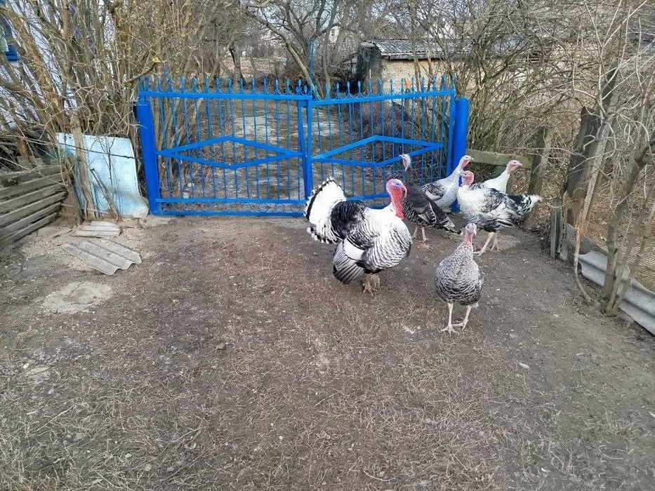 Продам індики та індички