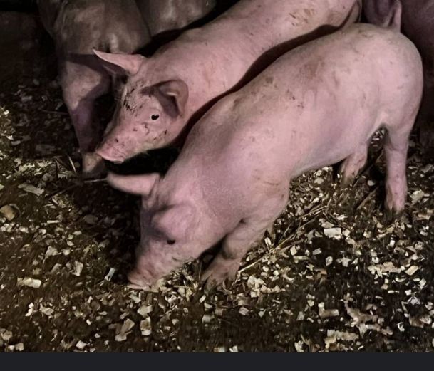 Поросята. Пацюки. Лошки