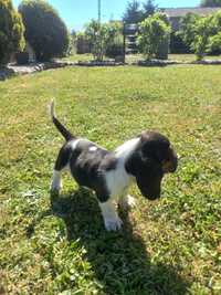 Basset Hound Suczka