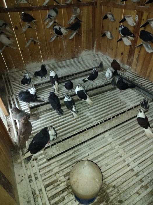 Gołębie orliki/ szaliki